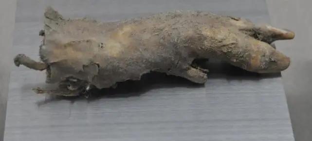 1983年7月，嘉峪关出土一只2000年前的野猪蹄，是汉代士兵舍不得丢弃，把它埋