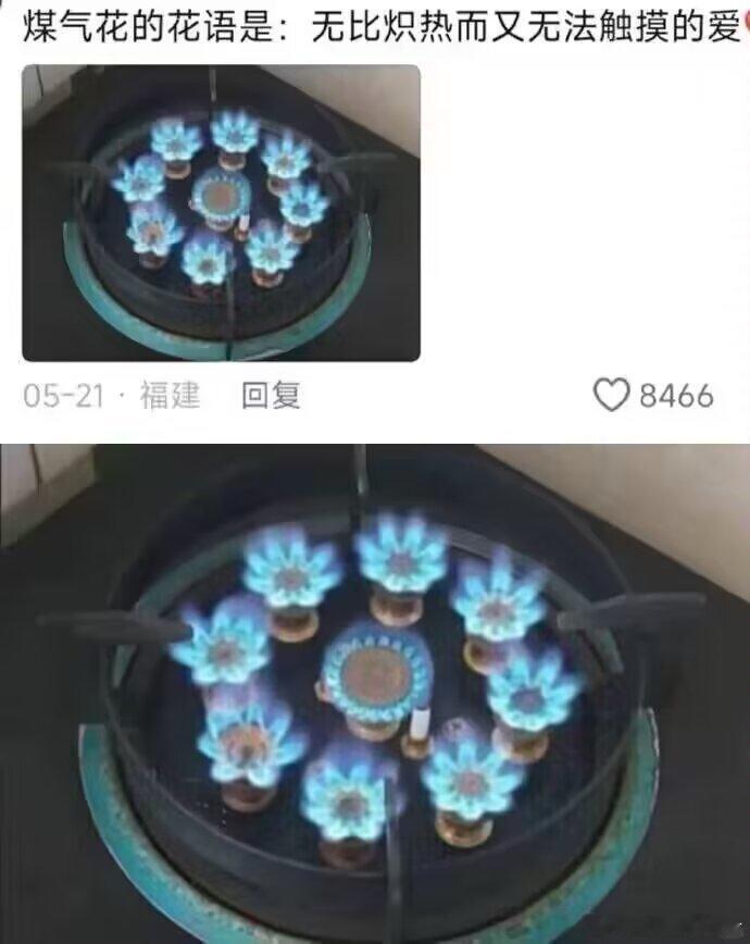 煤气花的花语[淡淡的] ​​​