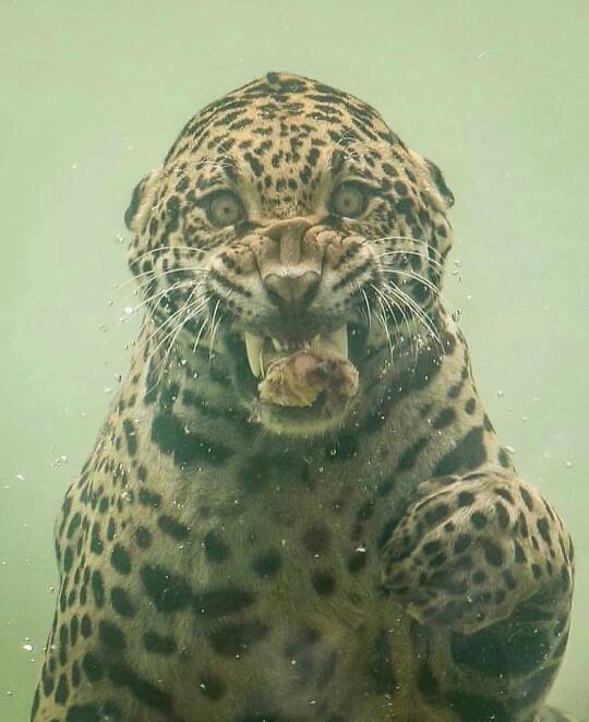 水下追捕猎物的美洲虎  ， 精彩瞬间！ 	 📸摄影师: Herber...