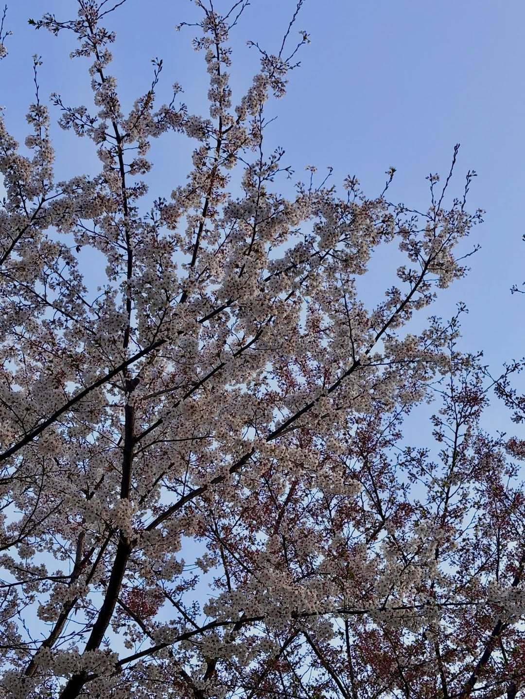 260405 Jisoo更新 IG🍀“记录刹那间的春天”美丽的人和她美好的镜头