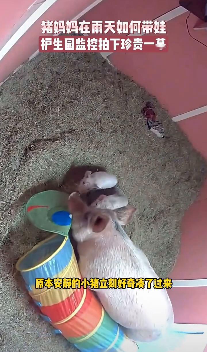 猪妈妈在雨天如何带娃？护生园监控拍下珍贵一幕。
此时外面正下着雨，没过多久她起身