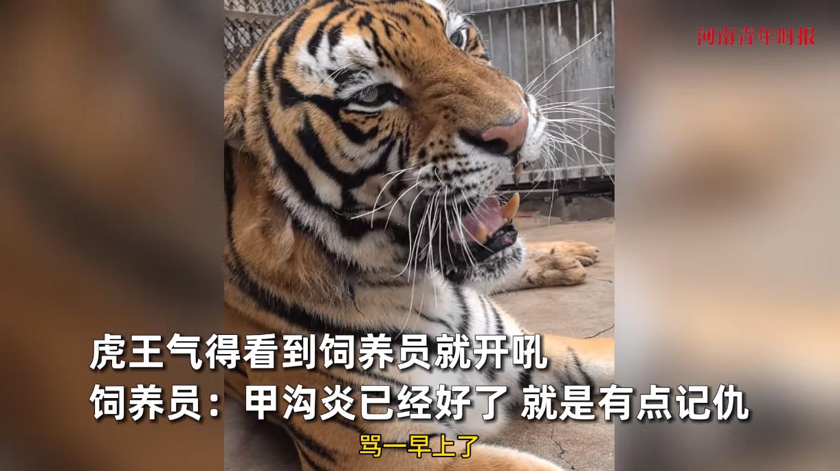 “活久见！”河南濮阳，一动物园的老虎得了甲沟炎，饲养员发现后，就联合其他工作人员