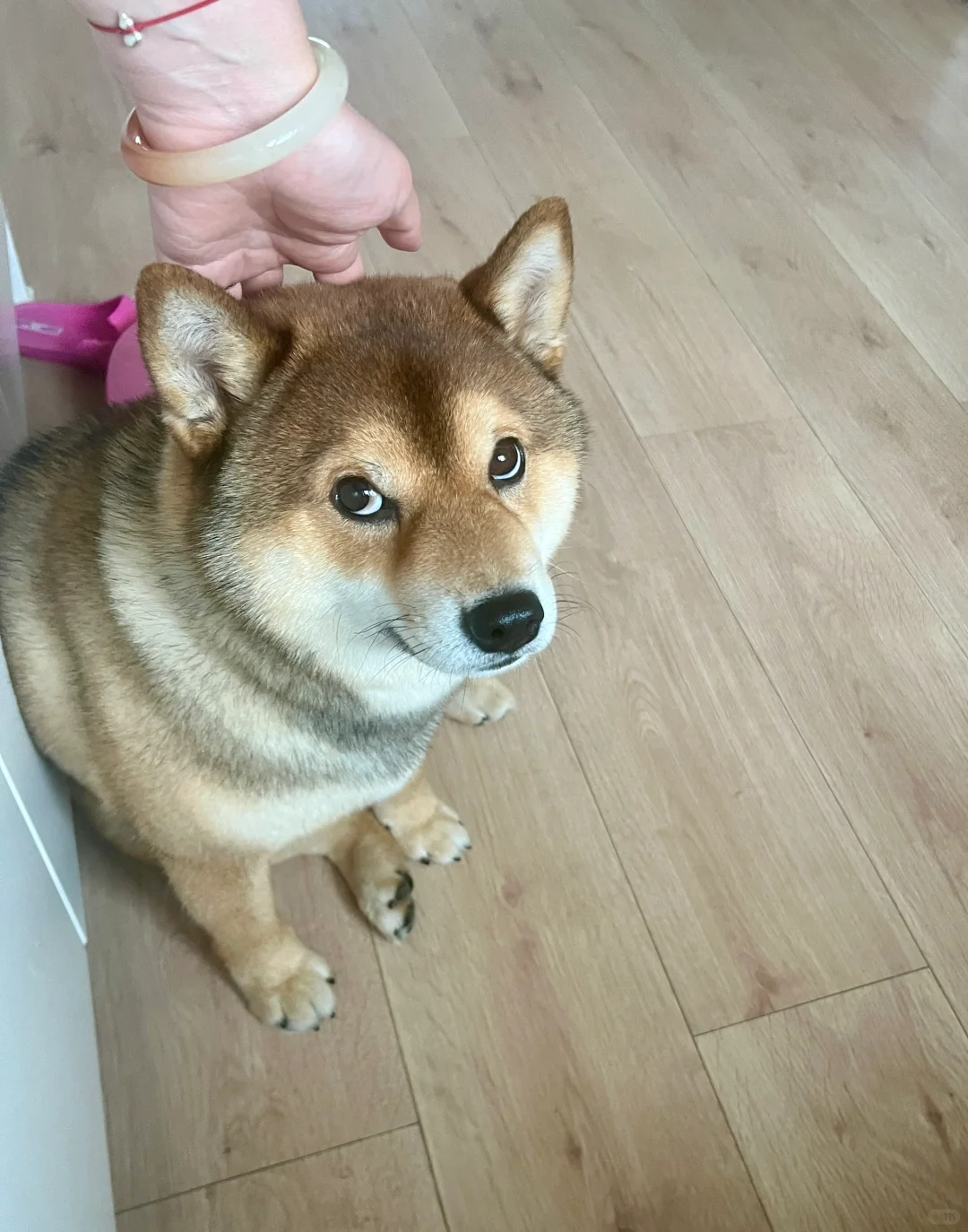 🐶：看什么看 冒昧的家伙 💢
