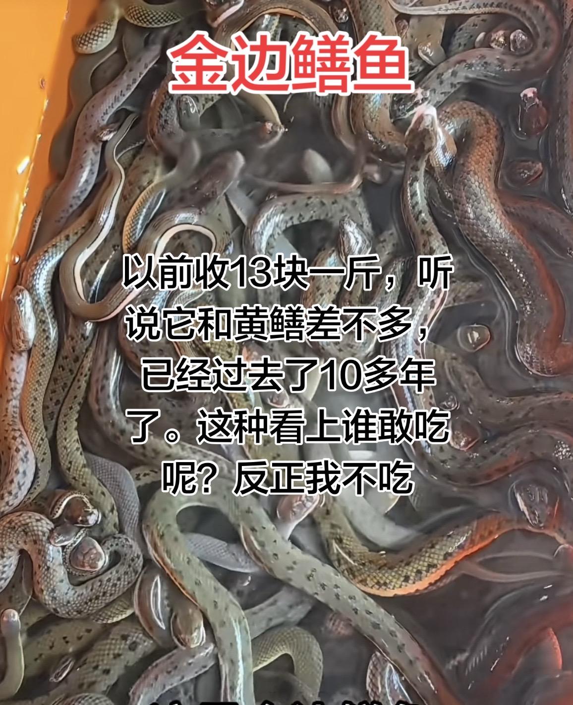 这金边鳝鱼如今越来越多了，听说有一些地方很喜欢吃这种，怎么做才好吃呢？以前10多
