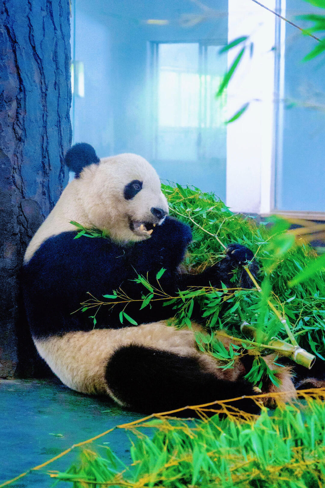 🐼安吉竹博园 | 珍好珍巧生日月萌趣来袭