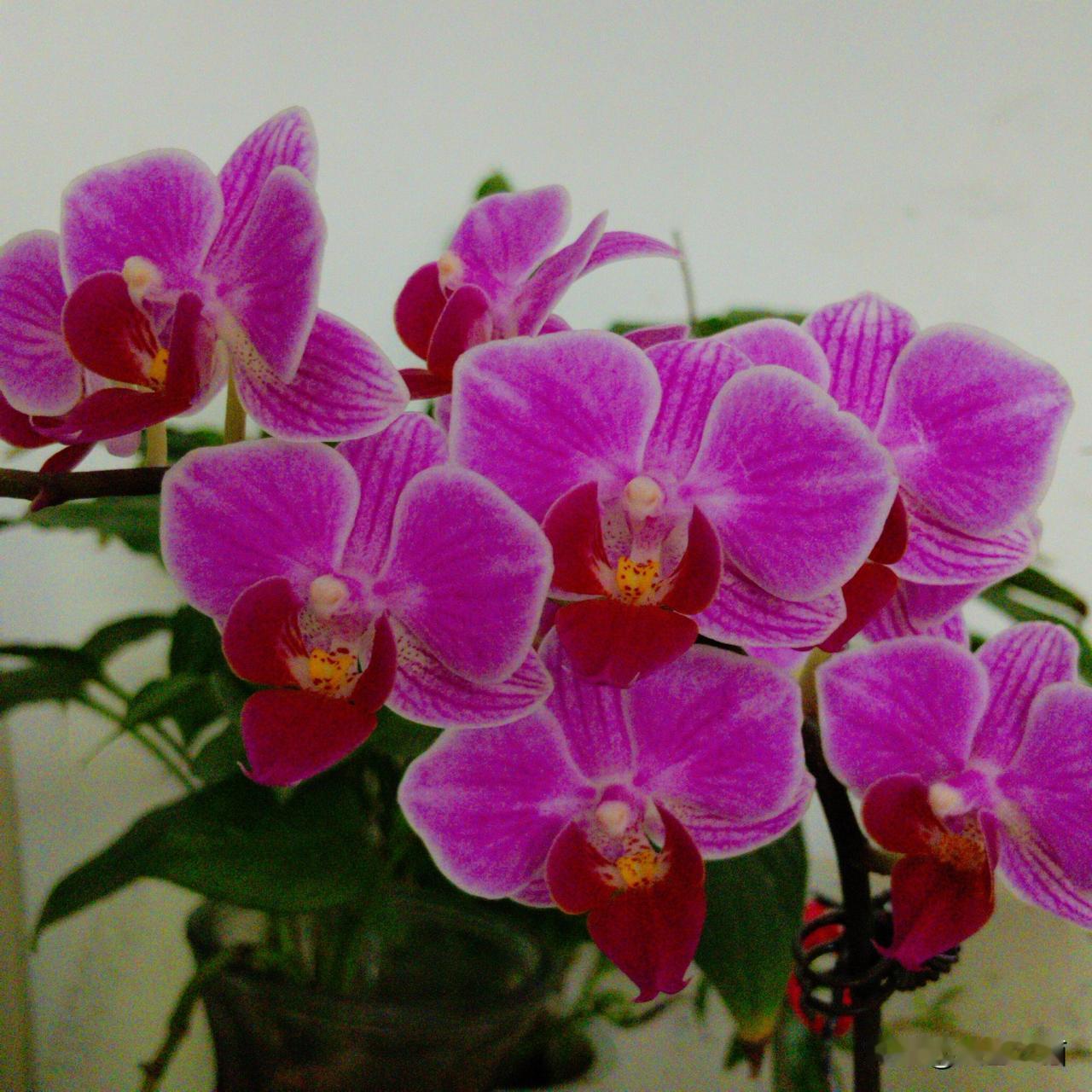 今天浇花时惊喜得发现，家里的兔儿兰冒出三支花剑，我称呼它为小兔兔。
别的兰盆里好