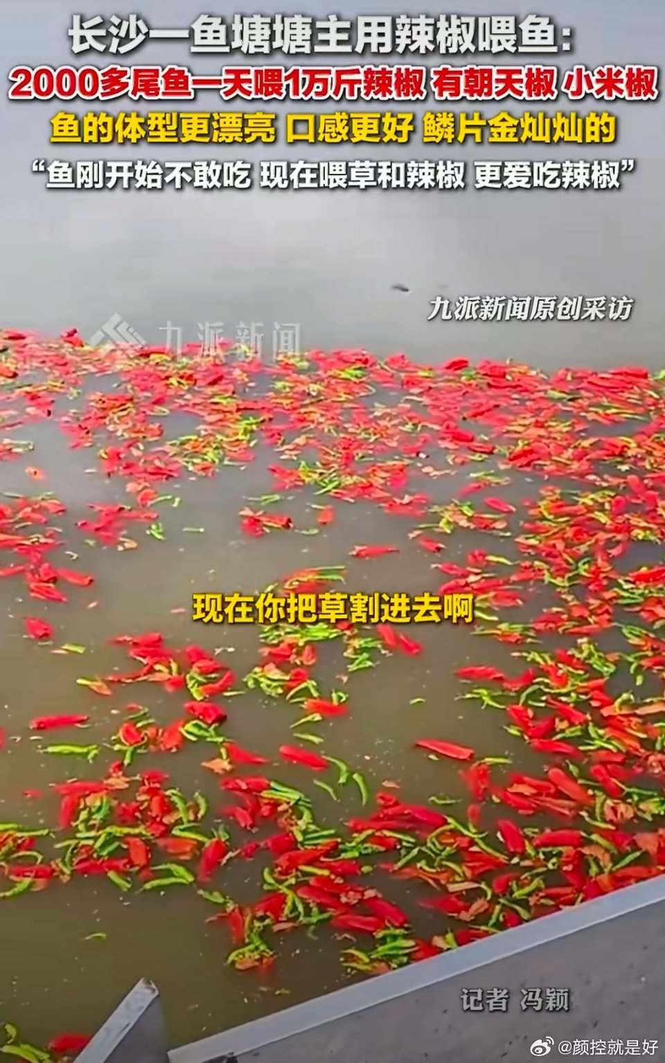 鱼塘主坚持2年用辣椒喂鱼其实他喂的这种辣椒也不辣，反而是清甜的，很好吃的。营养价