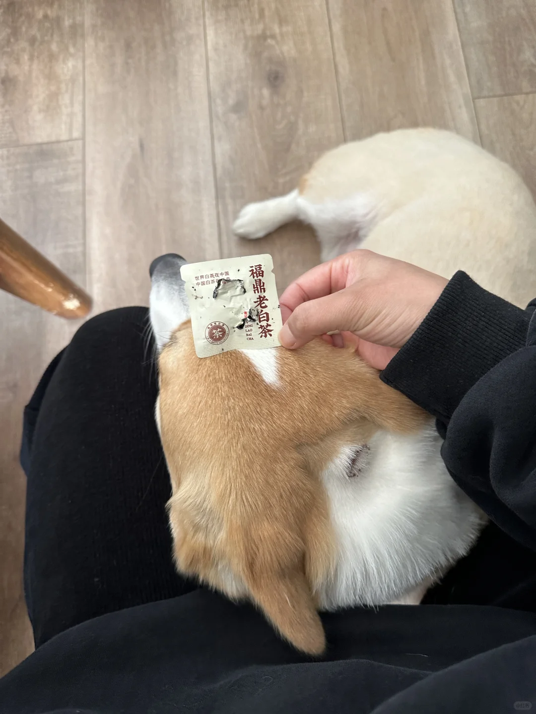 趁人不在家，给自己开了包白茶