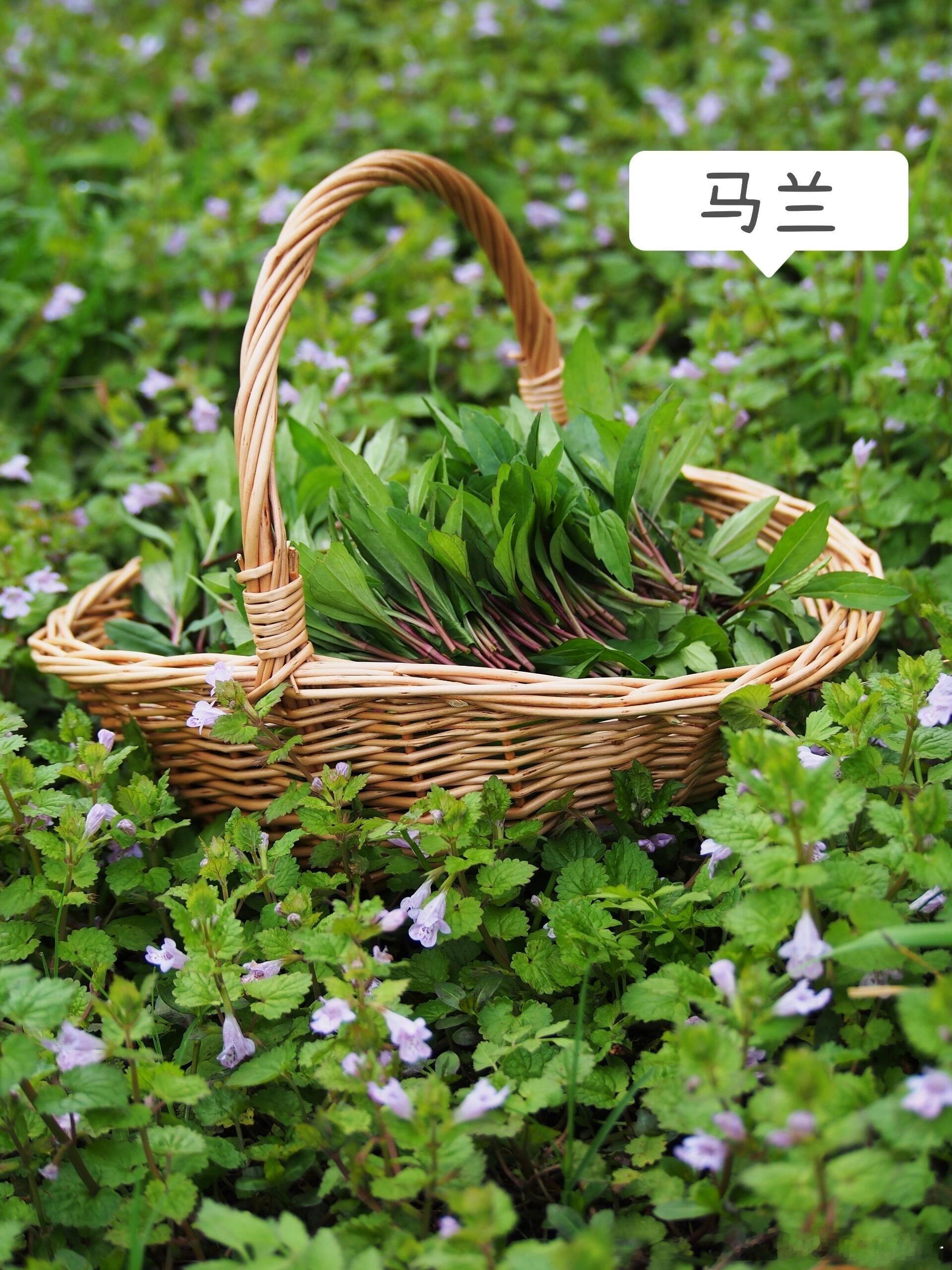 #南京的春天被野菜霸占了# 春天的氛围感不光靠花花，还靠野菜。南京人的春天少不了