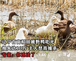 东北野鸡野鸭泛滥成灾，严重破坏庄稼地，为何吃货却不敢吃它们？农民直言：“别说吃它