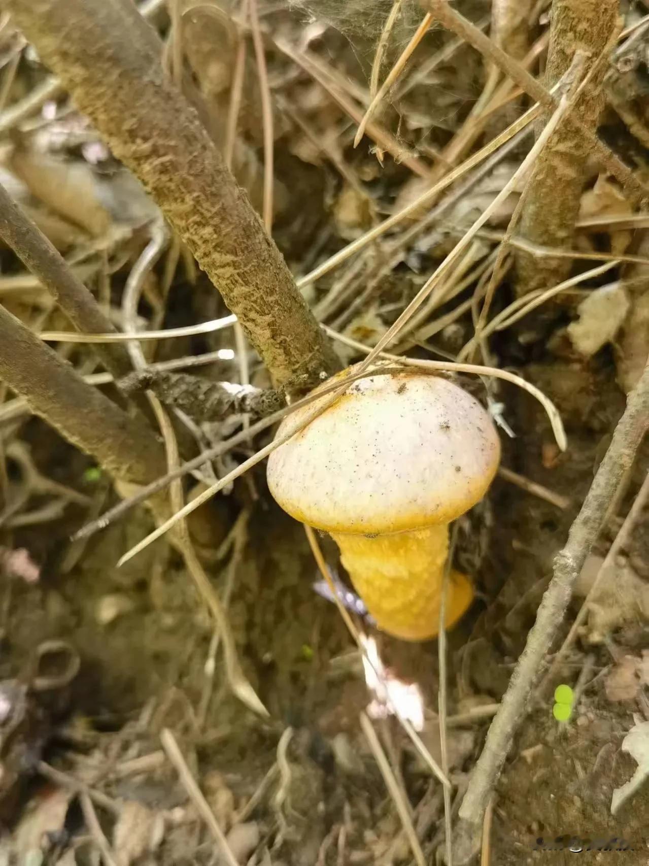 周末
爬山，采蘑菇
帮忙看看
这个蘑菇🍄，能吃吗？
有什么需要注意的？