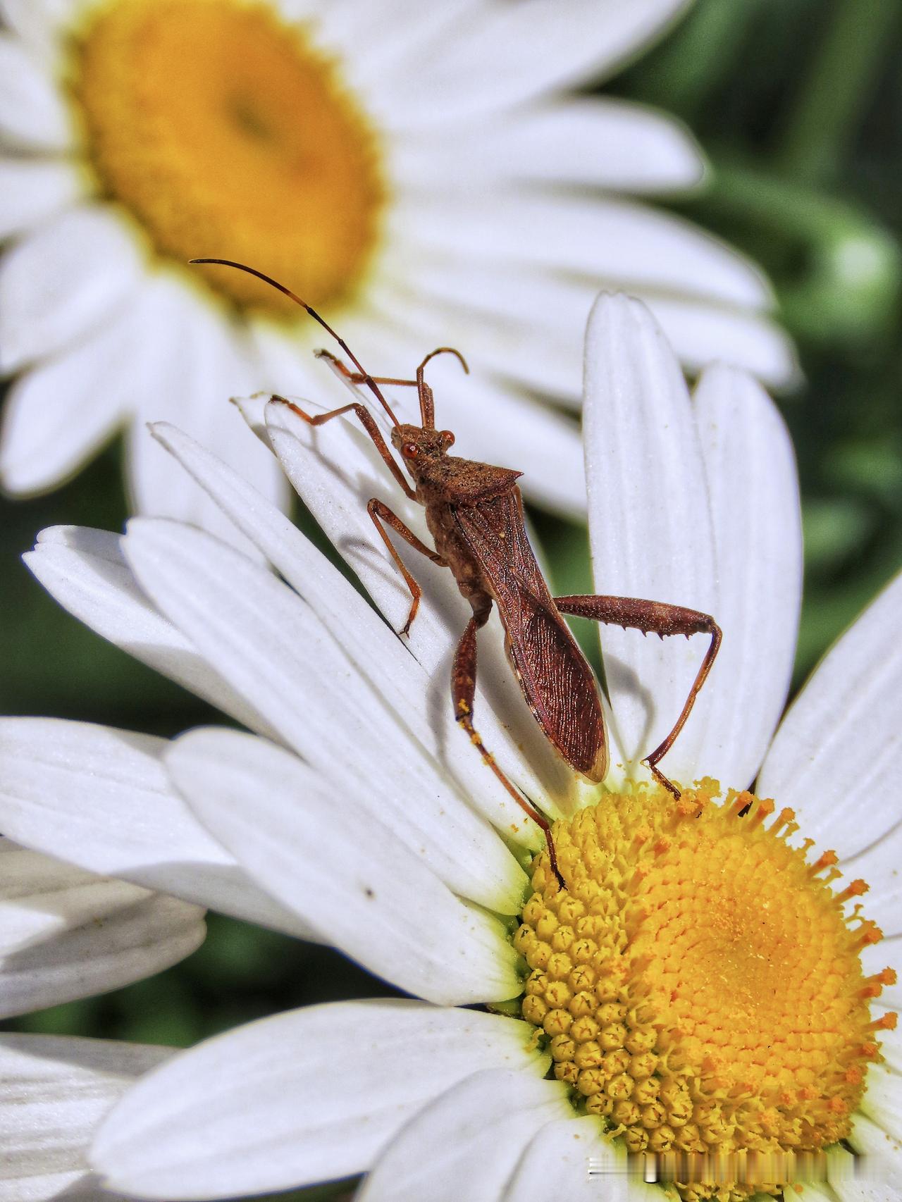 每日一图随手拍雏菊的微观世界，正在上演一场小小的春日奇遇。