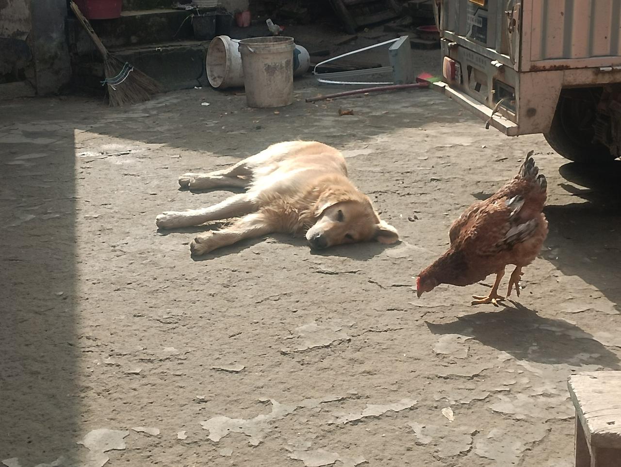 晒太阳，真是一件美事。
   河南豫东的天气，今年真是异常得很，农历八月份，一连