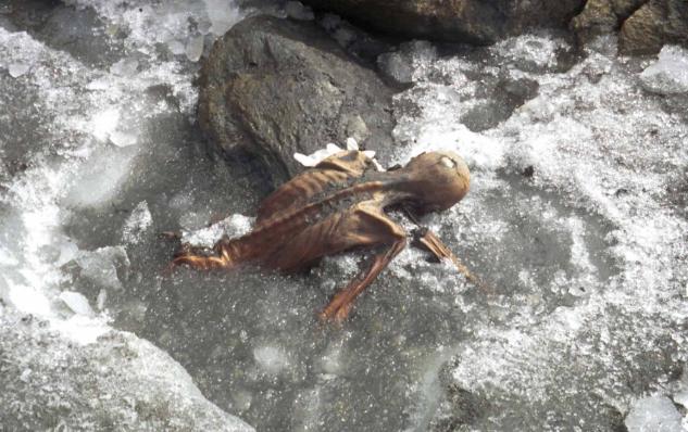 1991年，一对夫妻攀登3000米的阿尔卑斯山时，发现了一个趴在雪中的冰人，他右