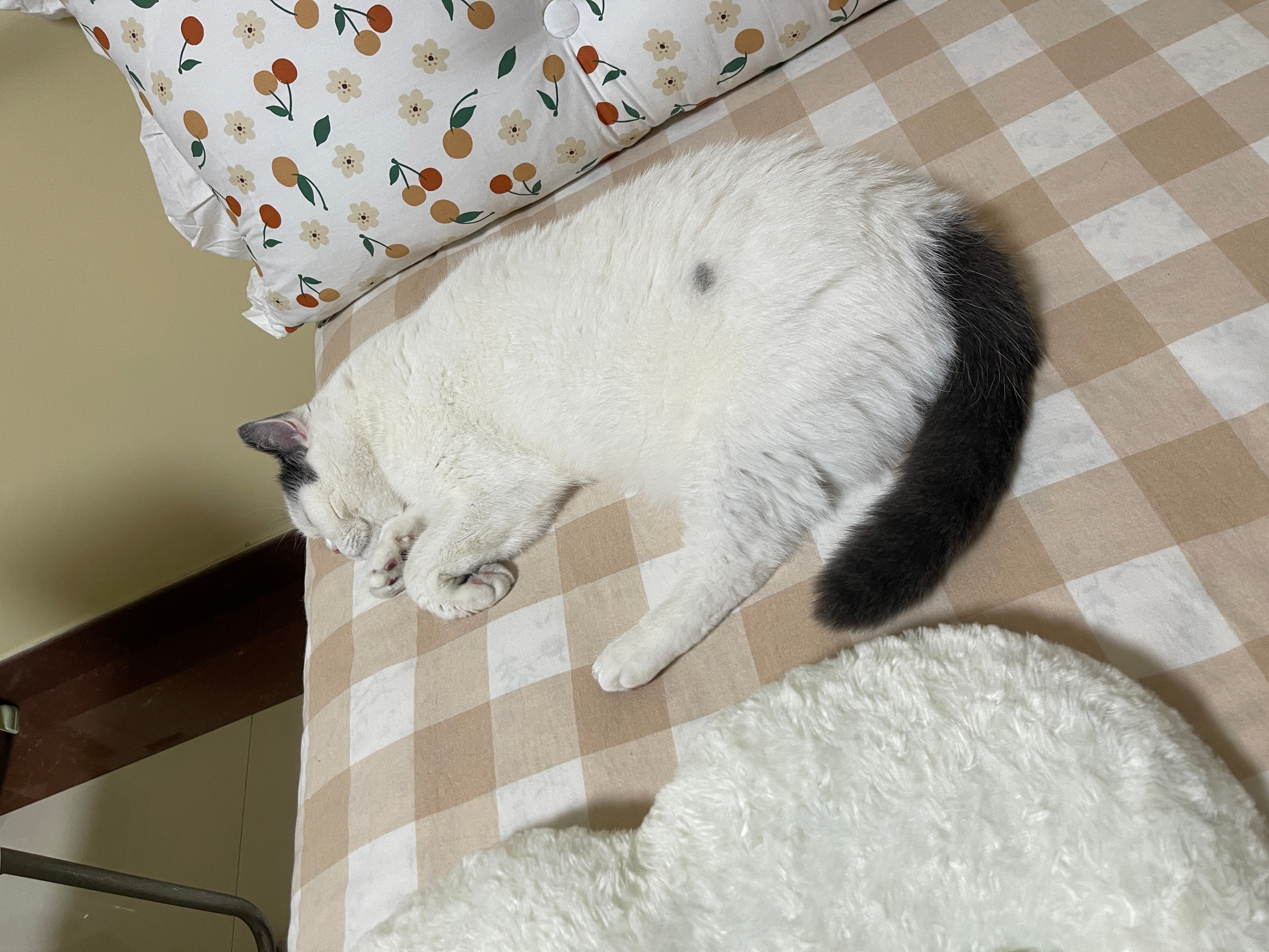 怎么感觉豚腿那里有些发黑 一定是今天找碗碗的时候钻哪去了[怒]天天作妖 