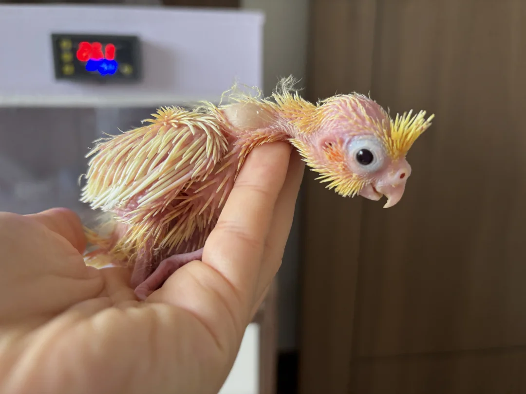 原来腮红鸡小时候长这样～