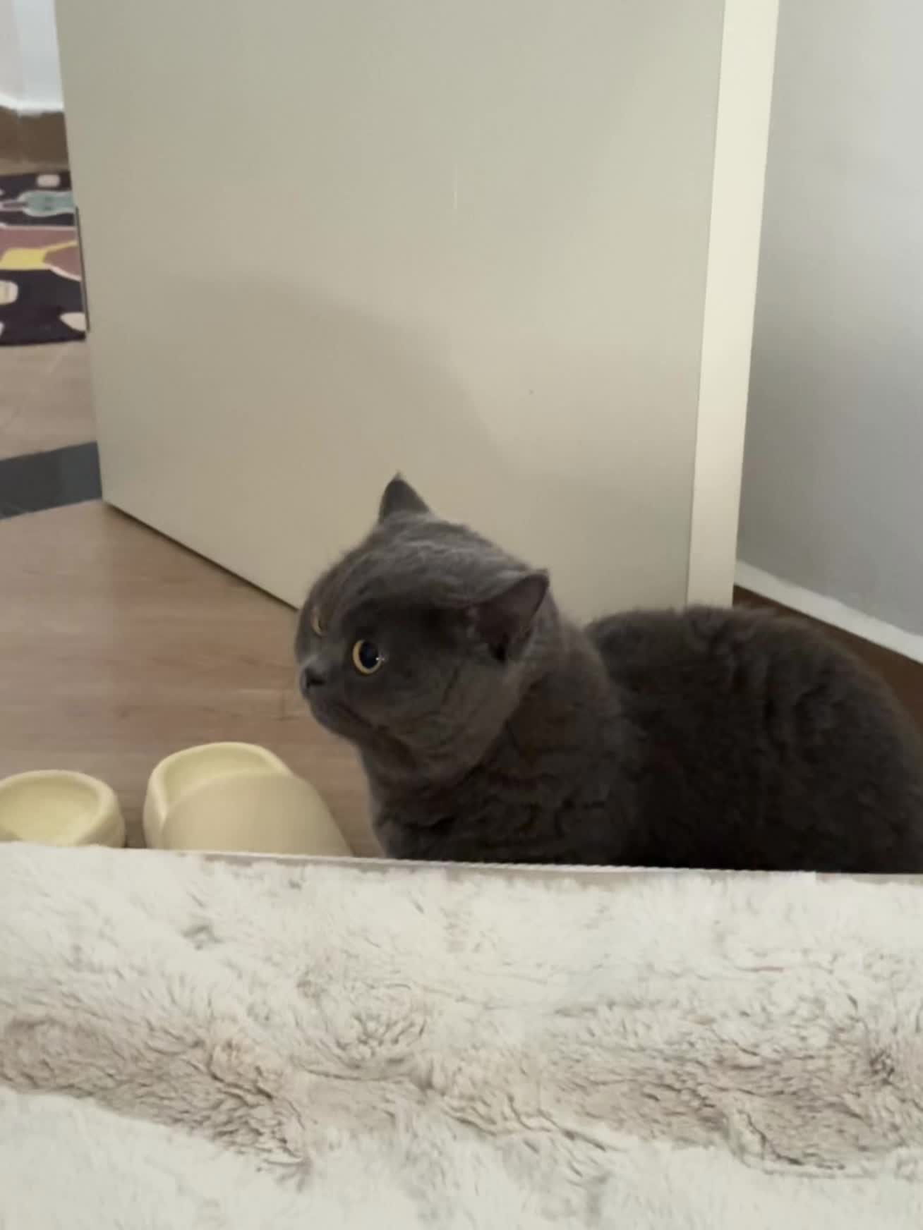 圆头圆脑小猫咪 八戒～八戒～心肠不坏～ 八戒～八戒～傻的可爱～