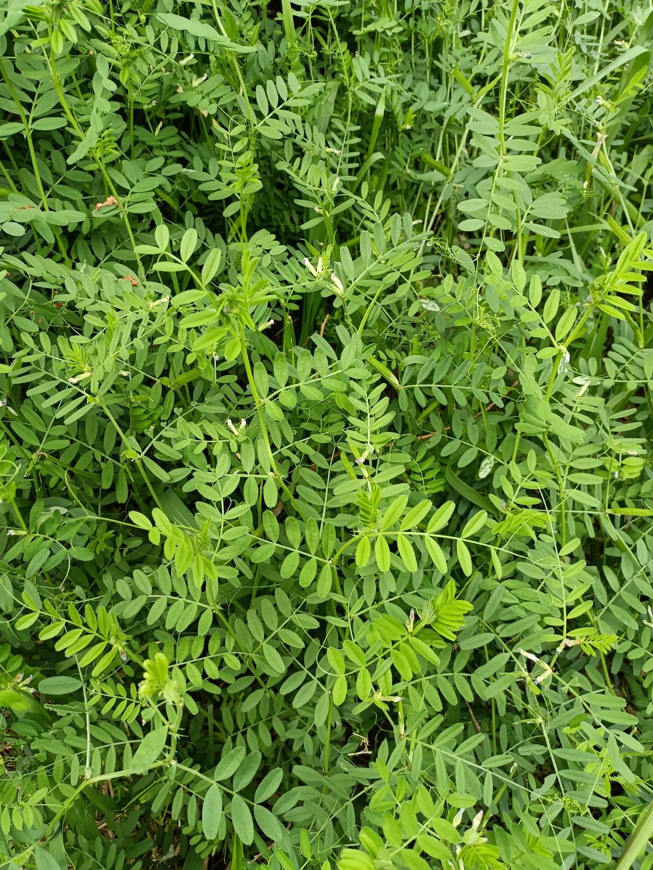 这是生长在河边的野豌豆，同事说它的嫩茎叶可以蒸着吃。我没有吃过，不知道好不好吃。