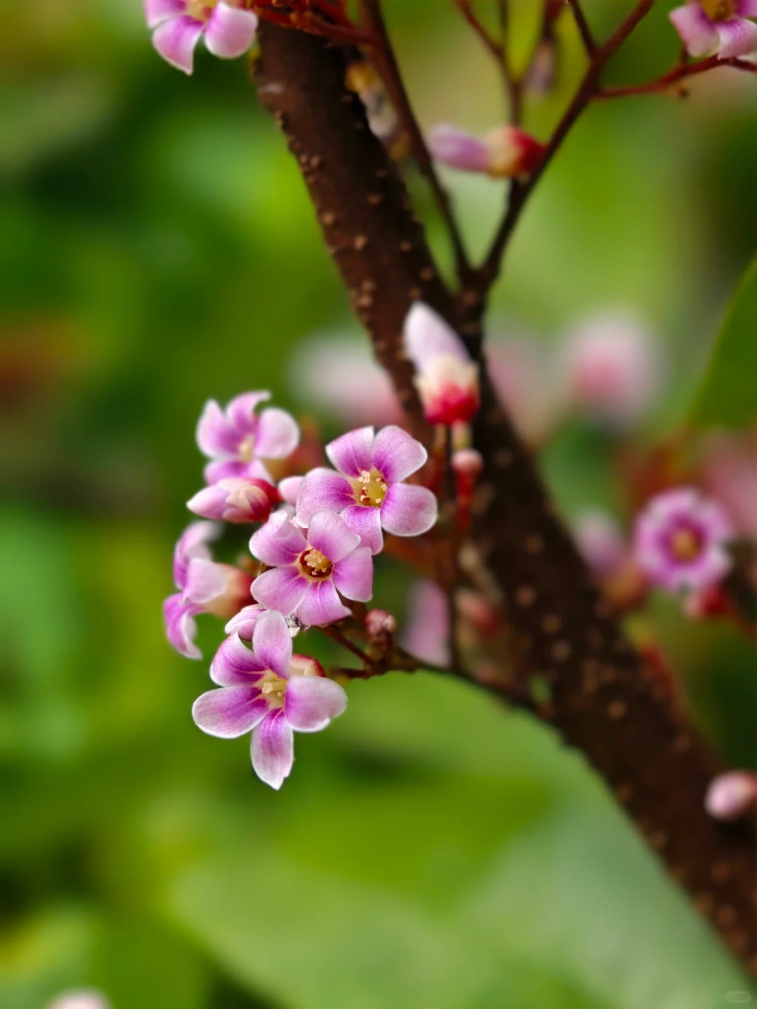 阳桃花🌸