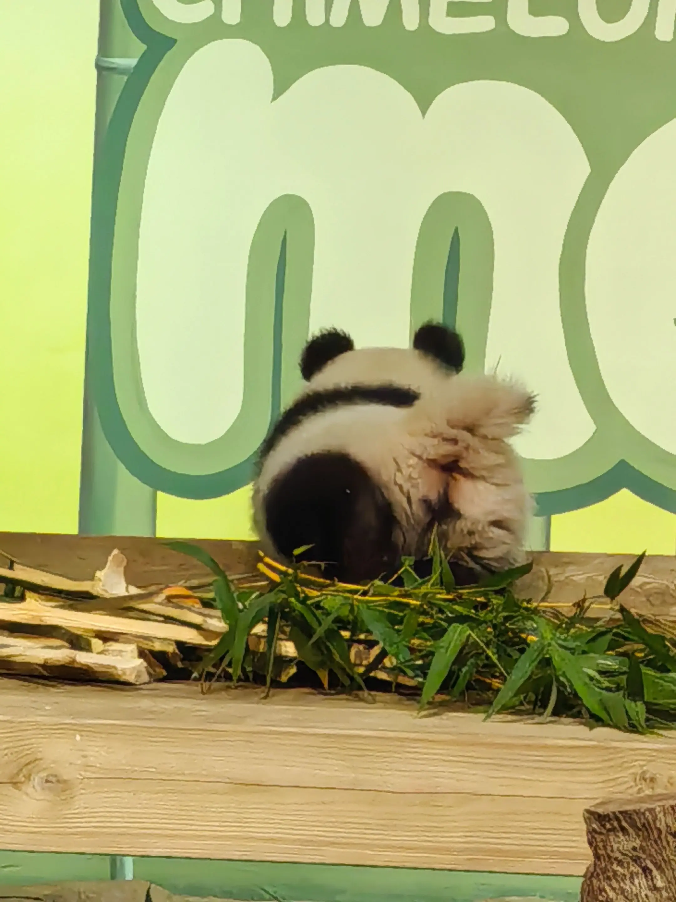 妹猪说我要标记ee们😂