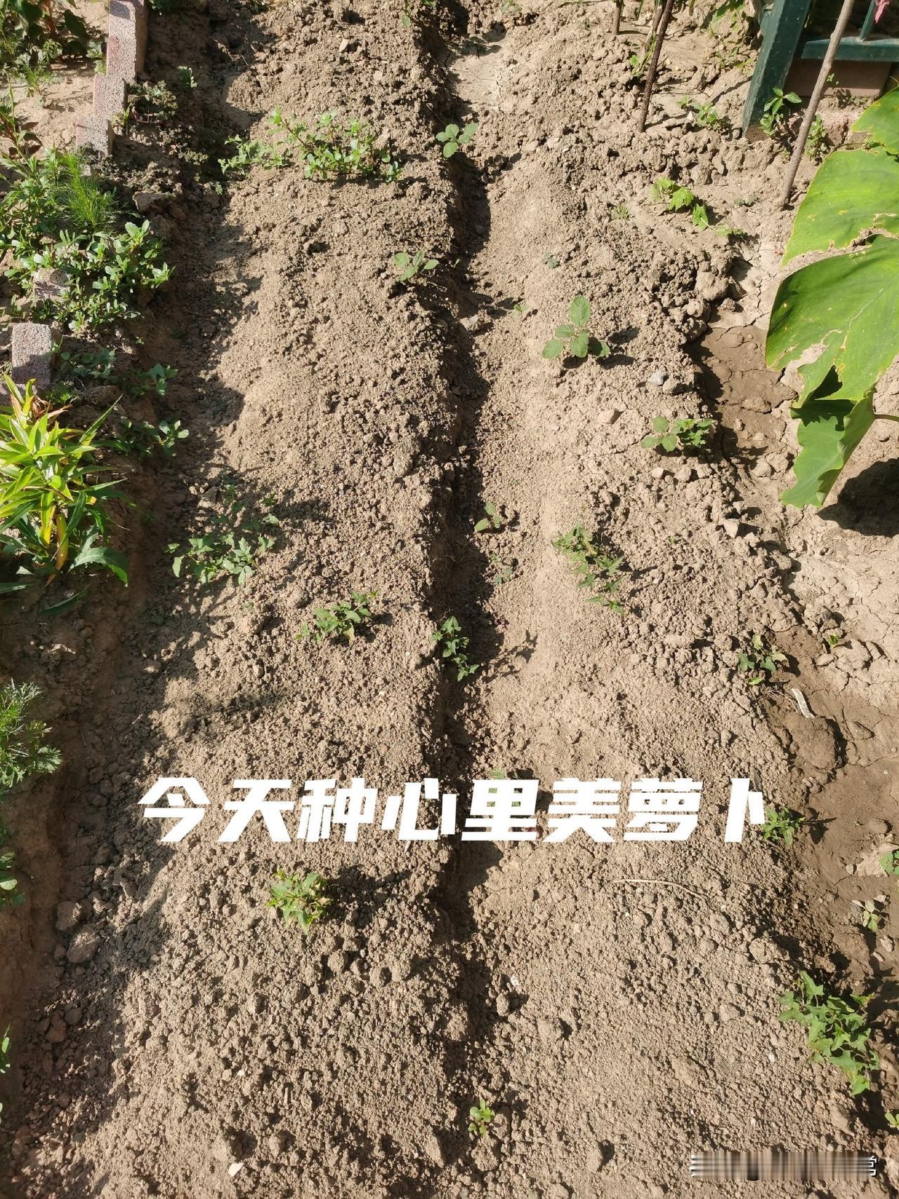 同样是萝卜，心里美为啥要等到立秋再种？

可别混为一谈！心里美萝卜栽种时间，跟大
