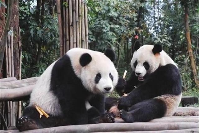 近日，日本神户市议员上畠宽弘提议让日本的动物园和台湾地区的动物园可以进行动物交换