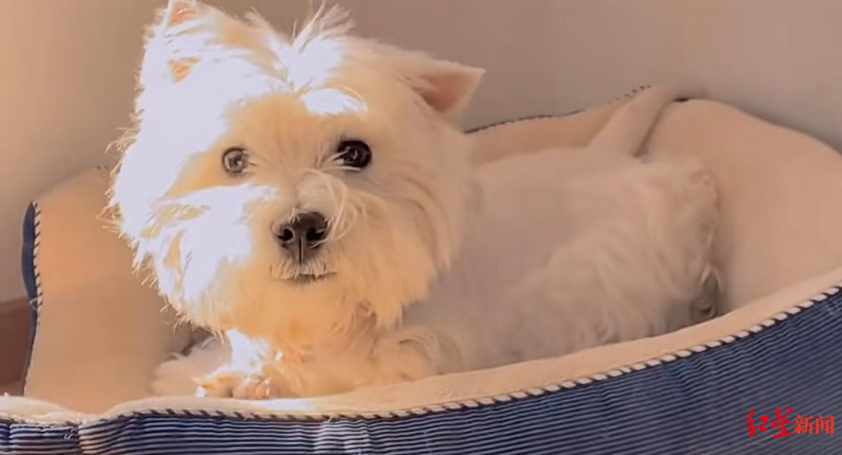 北京首例宠物中毒刑事公诉案原告：上诉截止日期已过，被告人未上诉