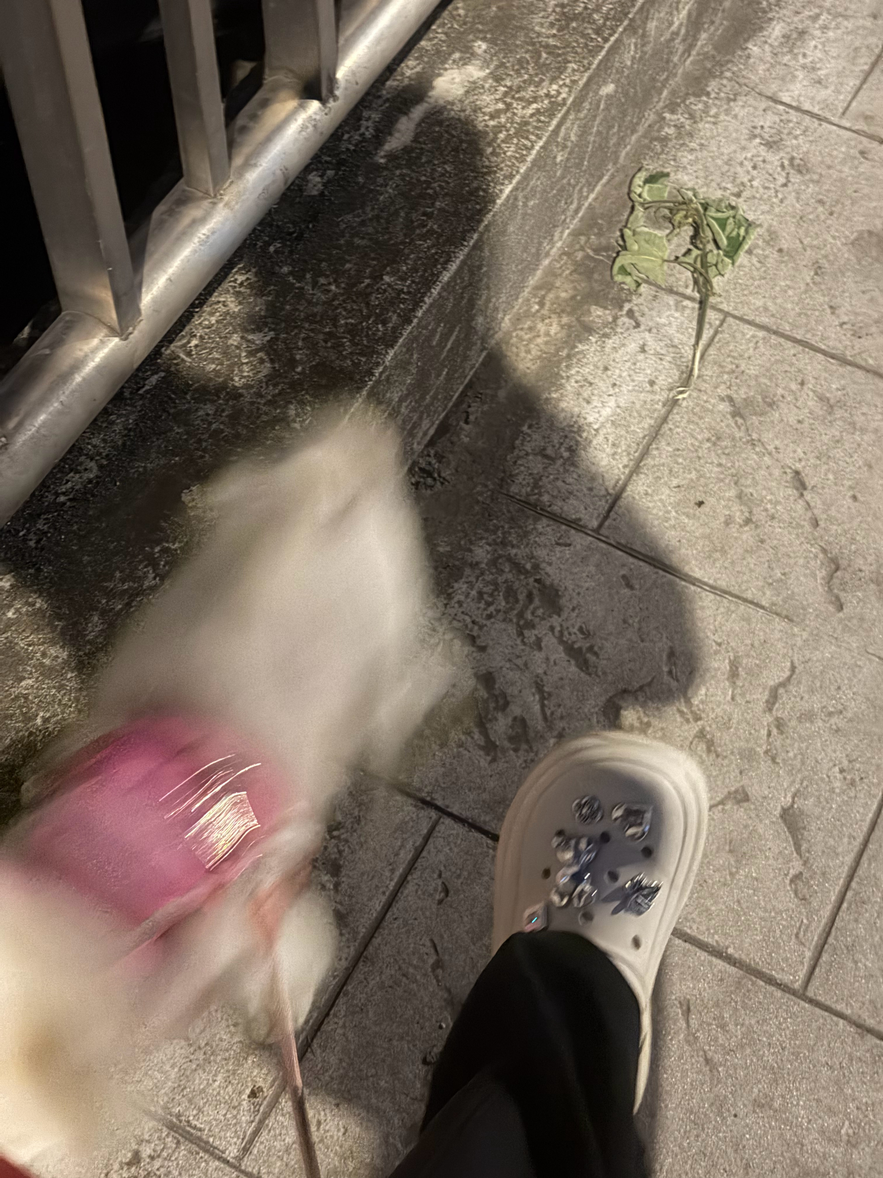 穿着洞洞鞋遛狗跑出残影的狗子🐶 