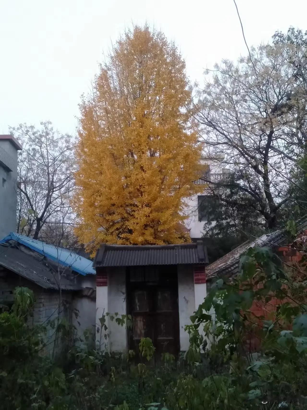 河南南阳农村的银杏树，冬天的叶子是黄色的，非常的漂亮
