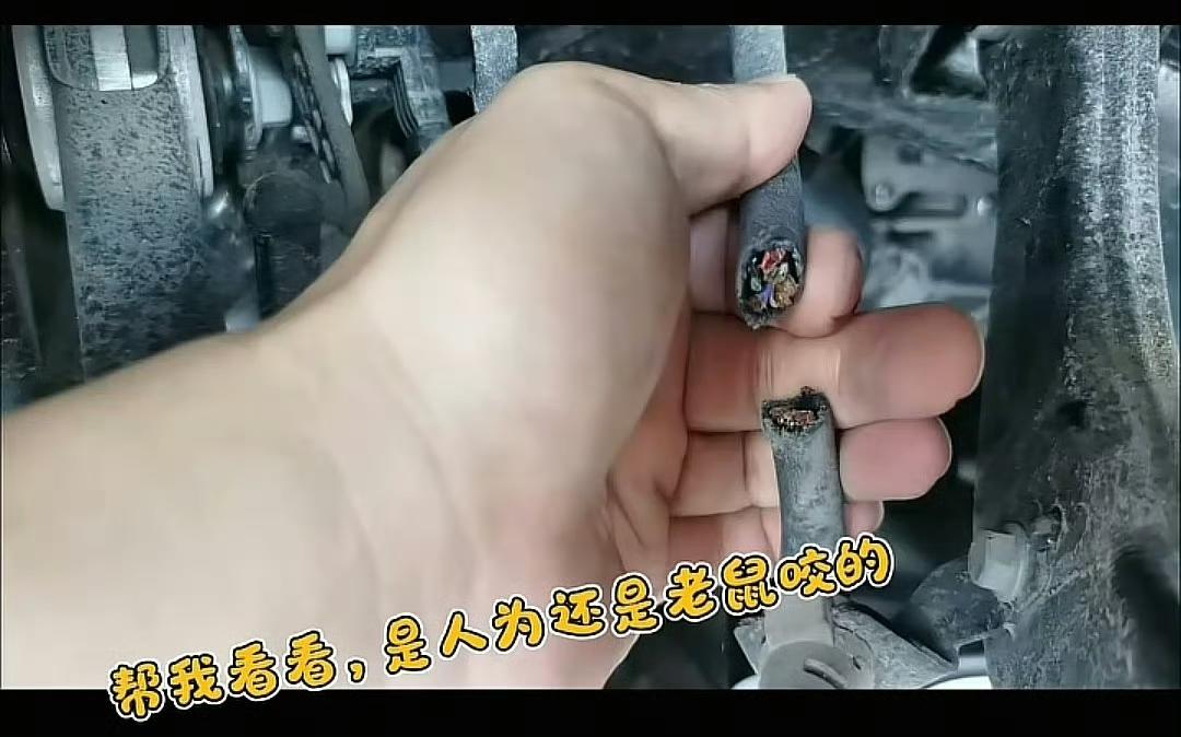 我都没注意过刹车线是哪条，在哪个位置，而且那玩意儿用个普通钳子肯定很难剪断。什么