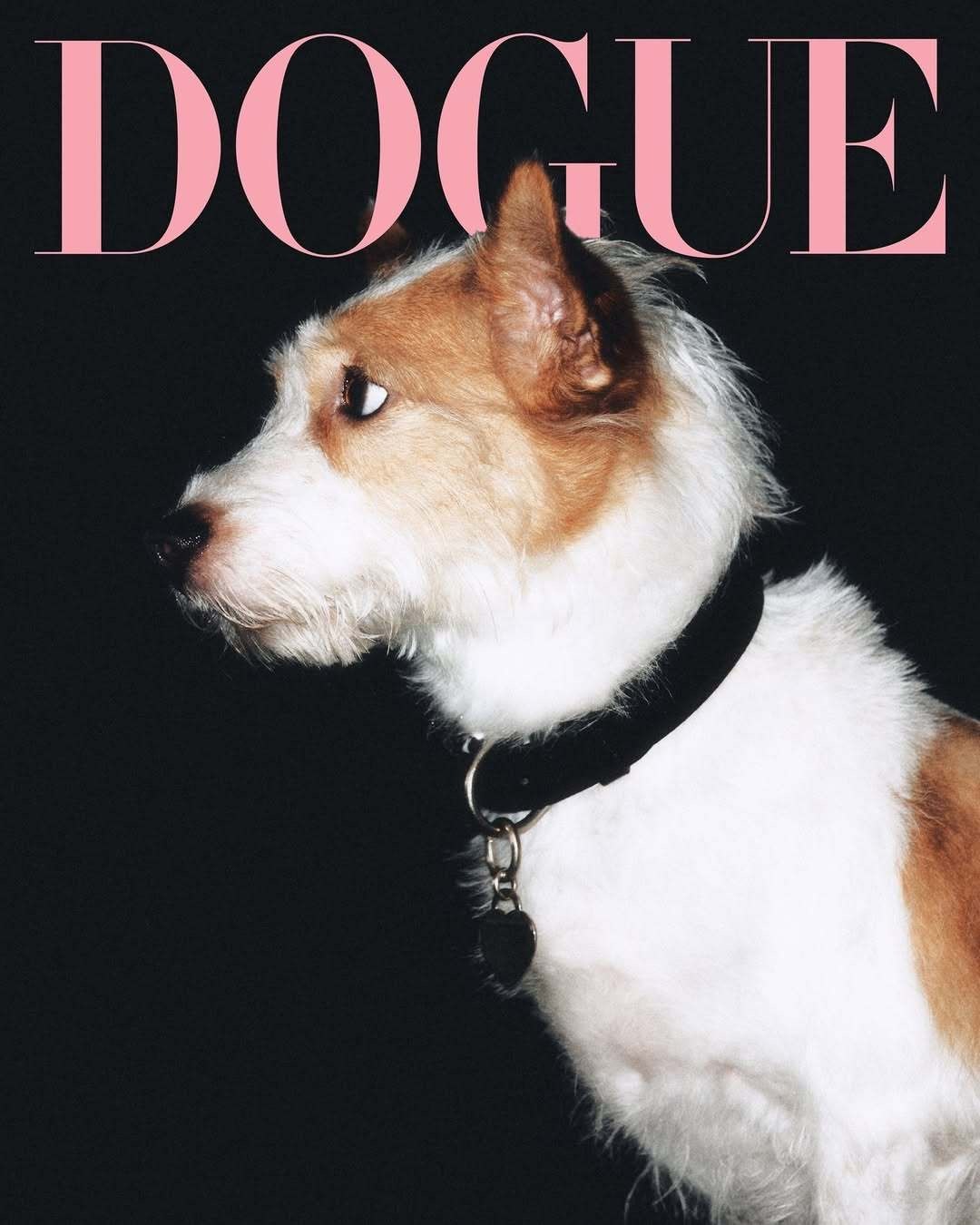 DOG届中的大明星——ROSÉ爱犬Hank登上母版DOGUE新封面！是今年最闪耀