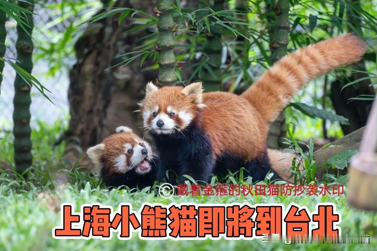 沈伯洋被小熊猫打脸！
黑熊说“双城论坛”没意义，上海小熊猫周末就到台北。蒋万安：