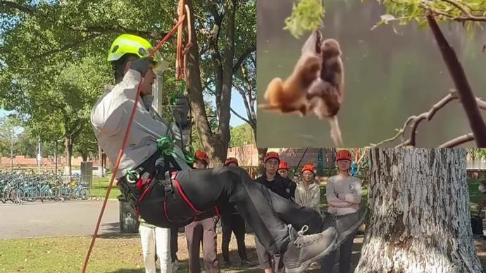 上海交通大学开了个爬树课。
其实我的第一反应是：爬树需要教？不是天生就会的吗？