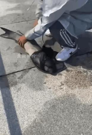 小伙就你这样的，还是放弃钓鱼吧，太丢钓鱼人的脸了。