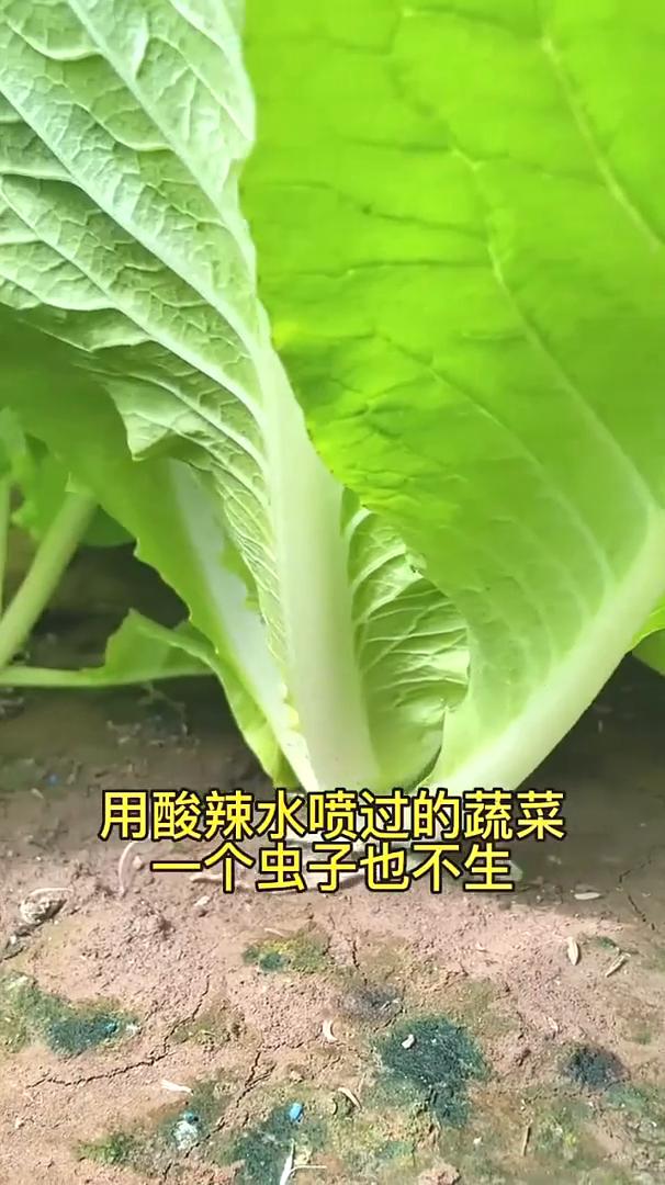杀虫小妙招。
用酸辣水喷过的蔬菜，一个虫子也不生，你试过吗？今天就把配方公布给大