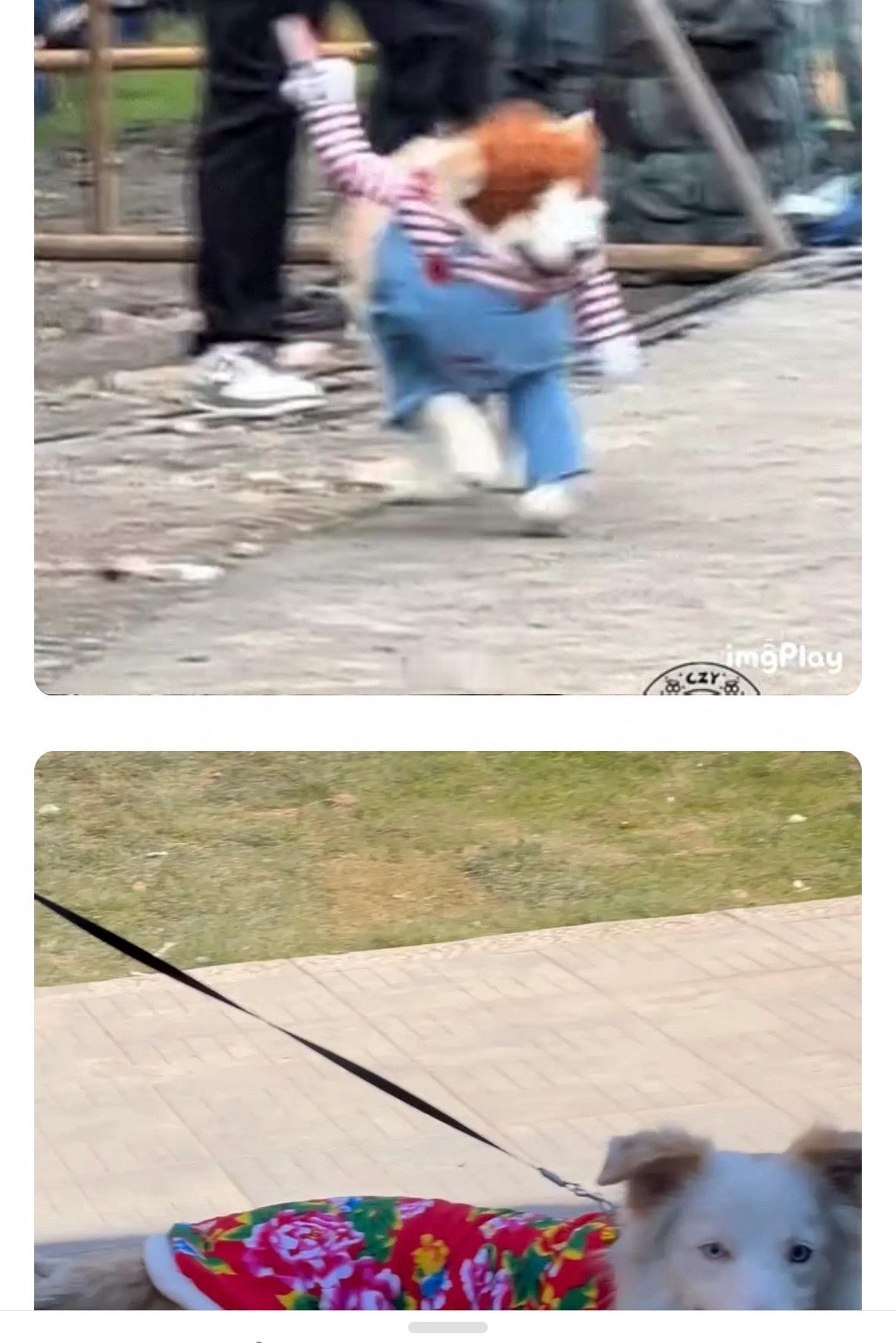 原来白色橄榄树里那个狗狗是被陈哲远收养的，照顾的很好，和在剧组状态区别好大陈哲远