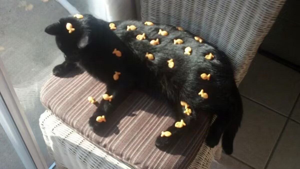 脱敏训练 ​​​