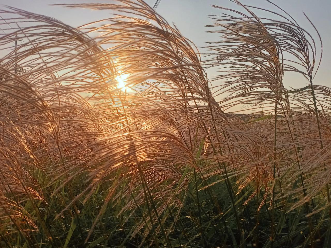 五律· 秋风夜夜上西楼
芳芳



诗笔忙还歇，心神不挽留。
始知鸥改境，才道草