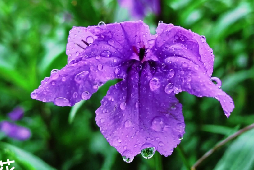 我拍的雨中兰花，好看吗还是我从拍的视频里截图出来的效果！真的很漂亮呀