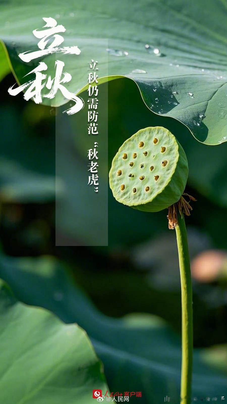 阳光信用森林驿站熊猫守护者每日一善 今日立秋，风渐温柔。愿努力的人皆有收获，平安