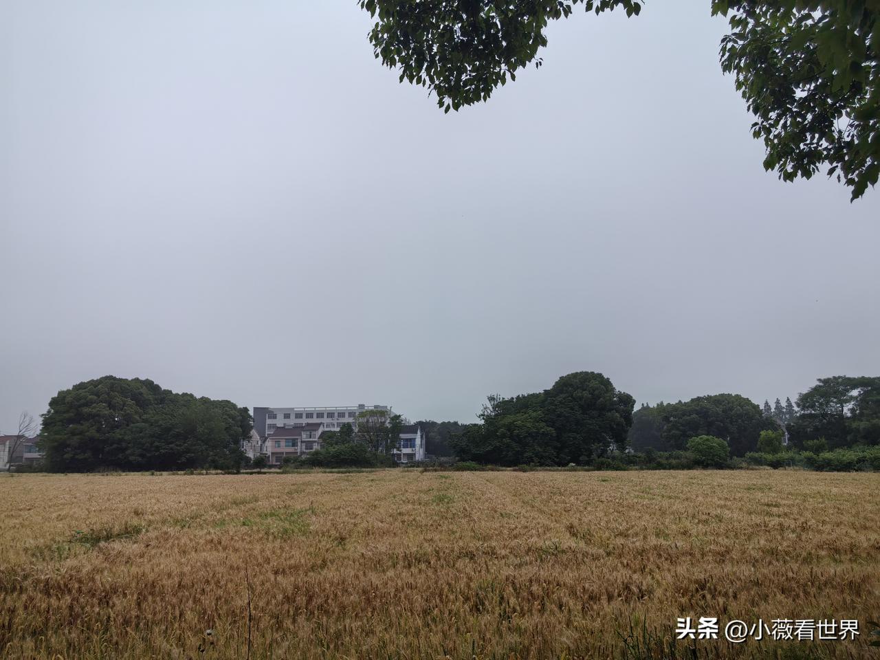 最近小凤有点烦，烦什么呢？！婆婆家来了和老婆吵架的老公表哥伟伟，一住就是二十多天