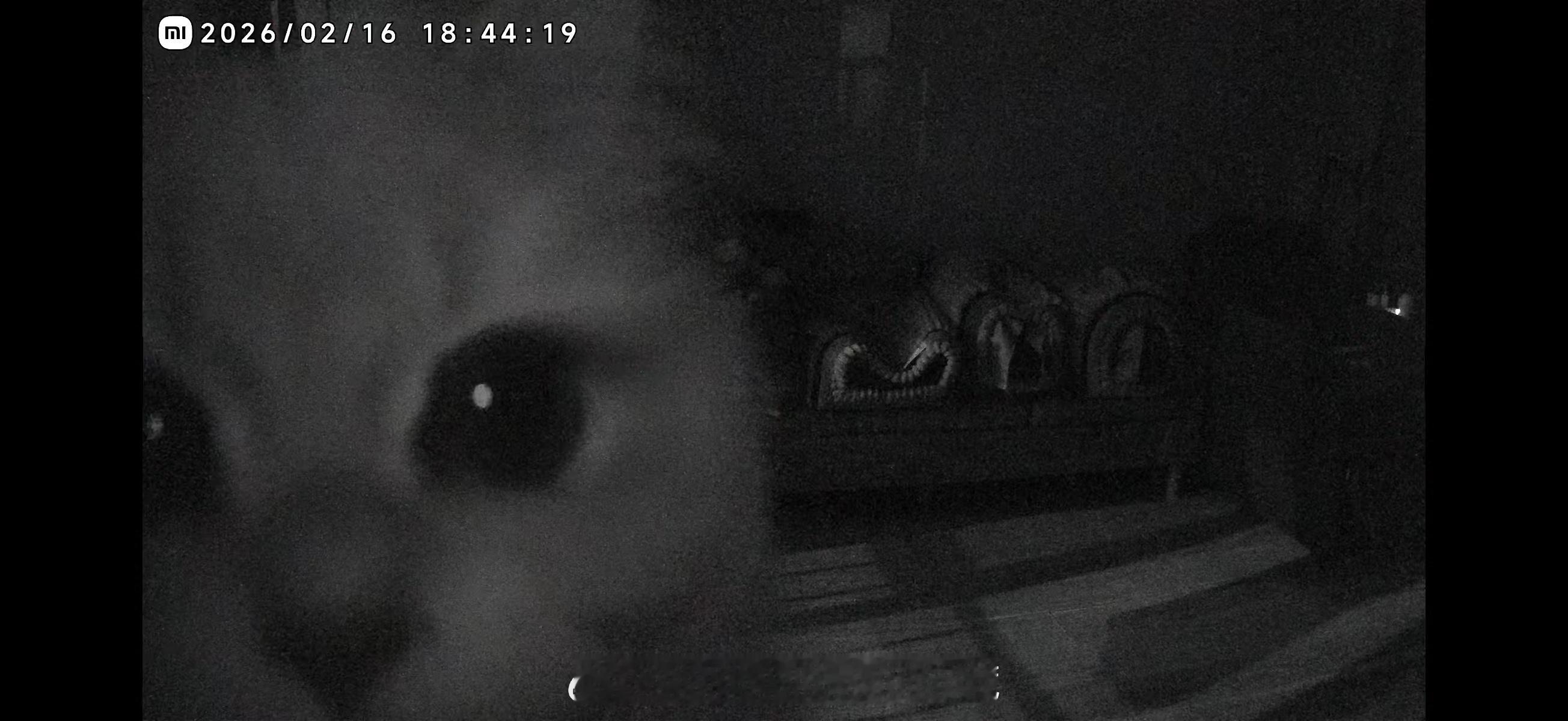 吃年夜饭时看了眼家里的监控，快被萌哭了，养猫人看不得这个