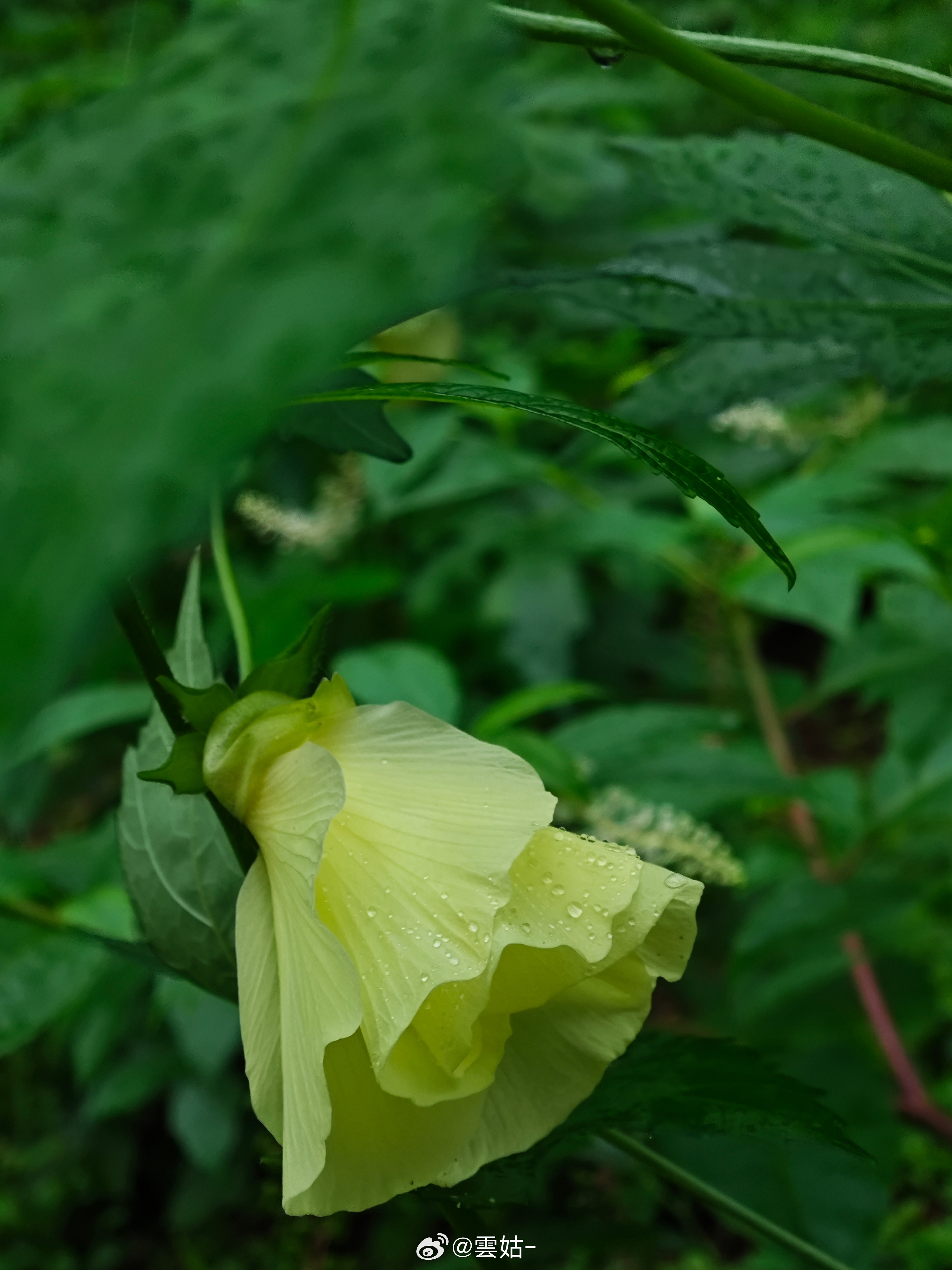 今天去师父菜地采了好些漏漏花，这个花做煎蛋汤特别好吃，滑滑嫩嫩的。漏漏花很清雅，