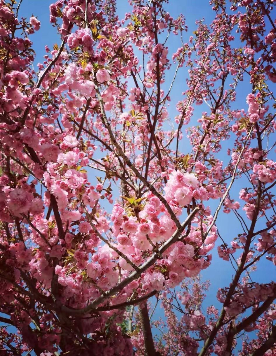 堂哥在山东农村，现在有50多岁，有两个儿子，大大的二十五六，小的18岁。大的已经