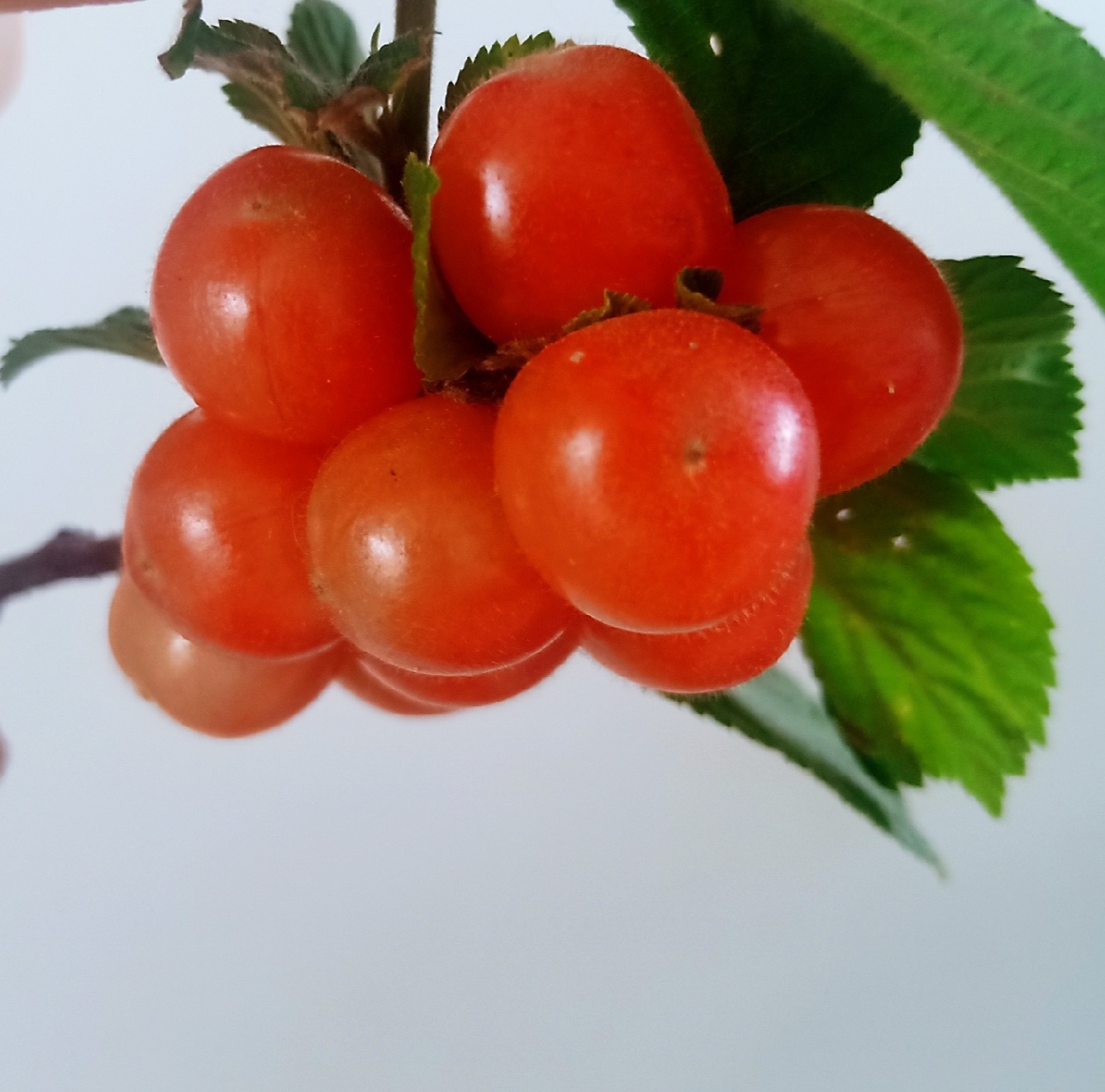 今日分享！！又到了吃小樱桃🍒的时候，红的可以吃了，白的好像还不行！！ 