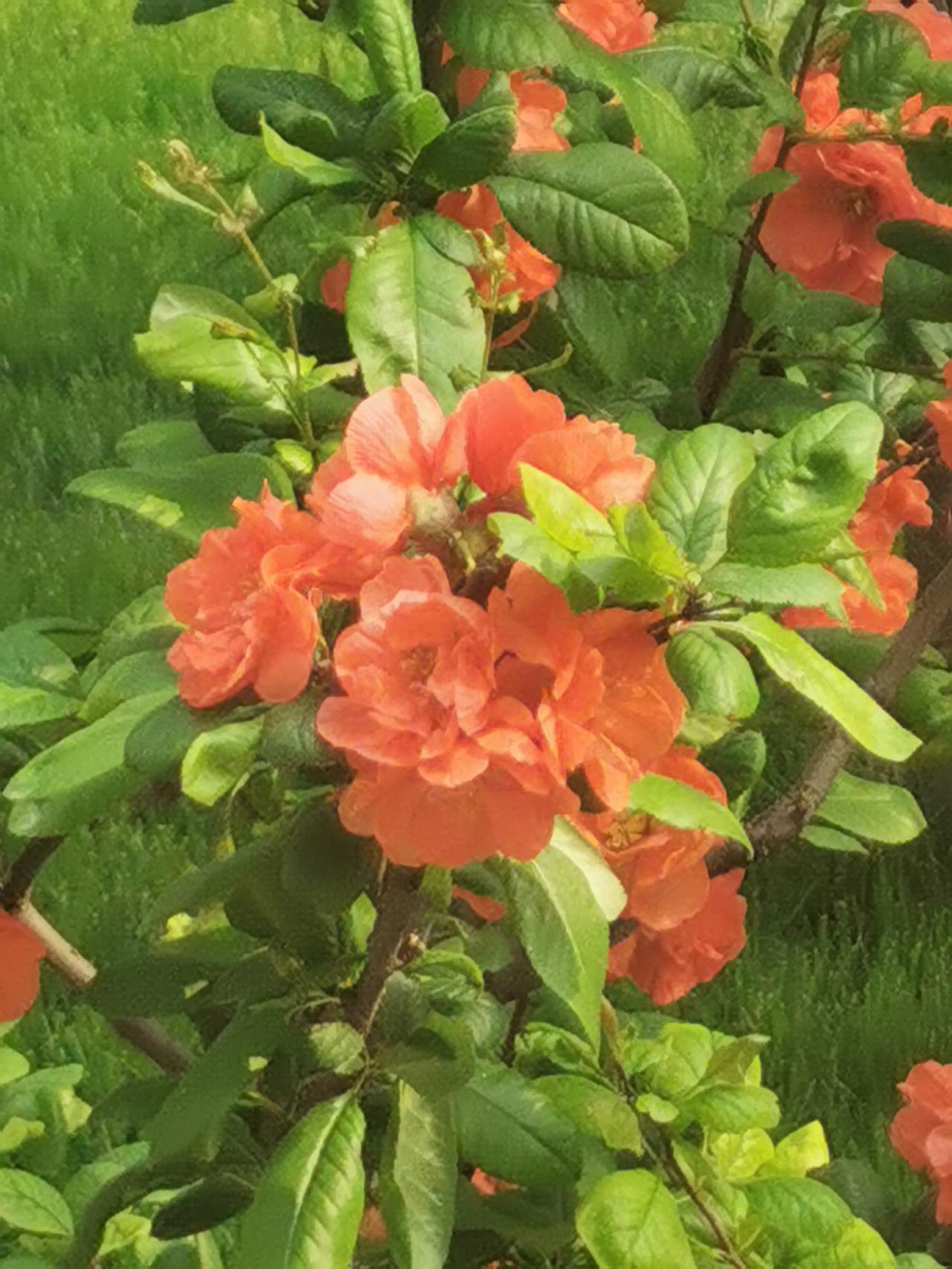 贴梗海棠花正开，
无需引蝶自芬芳。