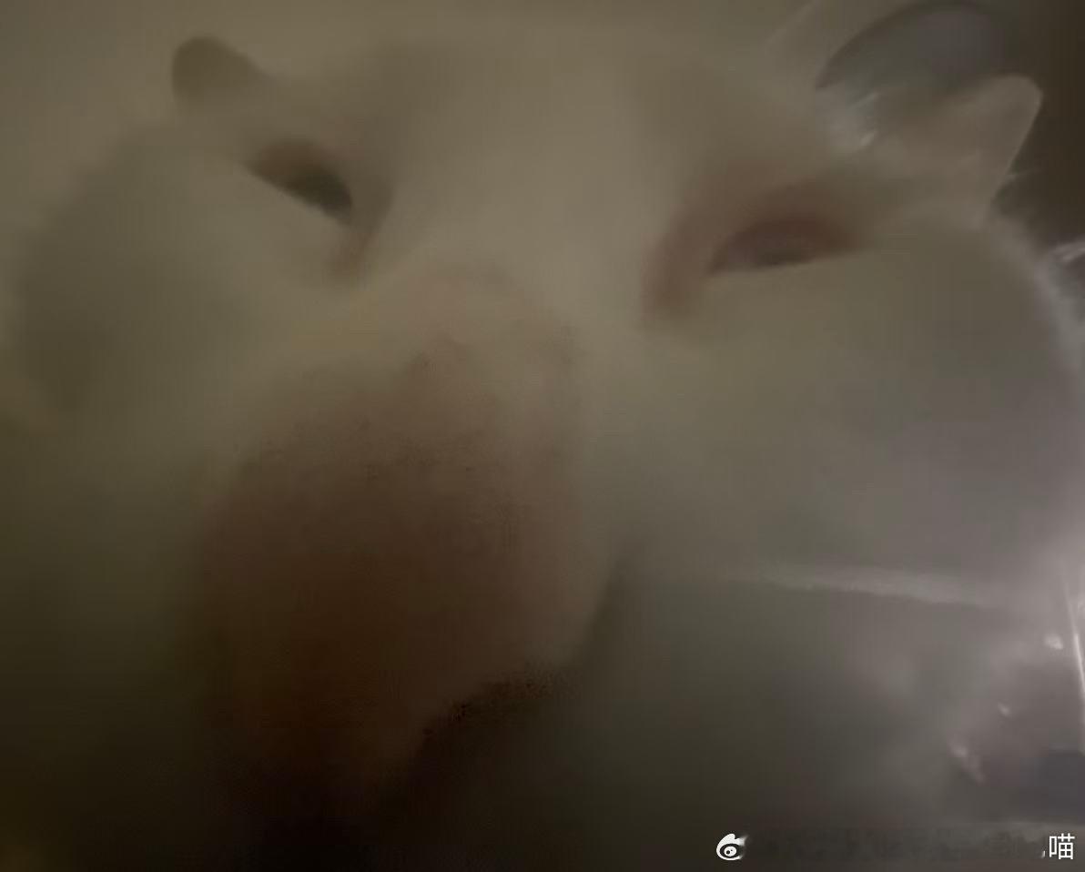 49771【丑猫】前置摄像头美颜暴击直出 