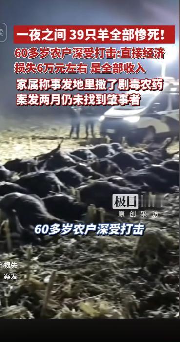 一夜之间39只羊全部惨死!60多岁农户深受打击:直接经济损失6万元左右 是全部收