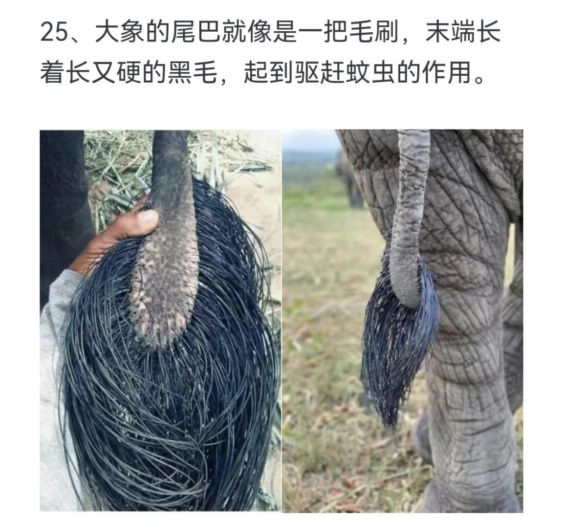 大象的尾巴就像是一把毛刷，末端长着长又硬的黑毛，起到驱赶蚊虫的作用。