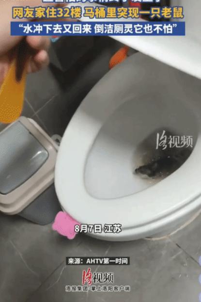 真是让人意想不到！江苏丹阳，一名女子正打算洗漱时，突然听到卫生间马桶里传出一阵奇